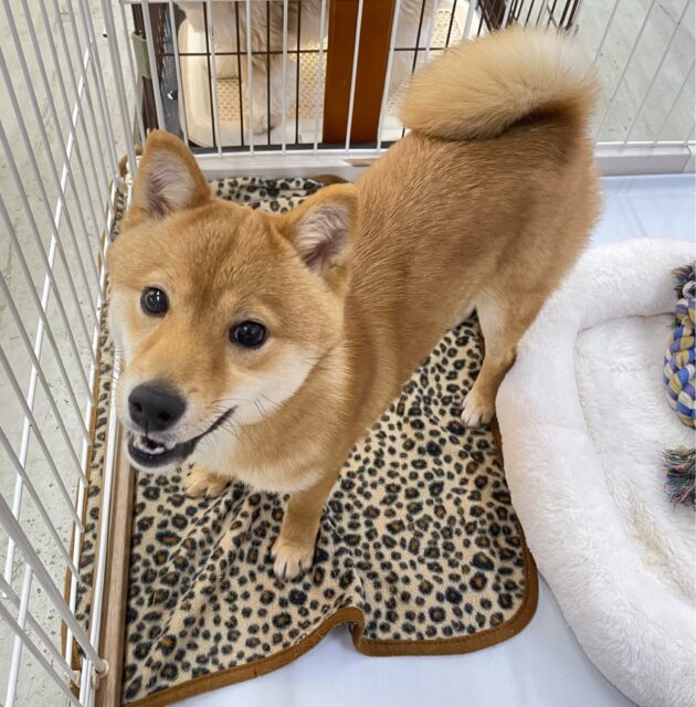 豆柴