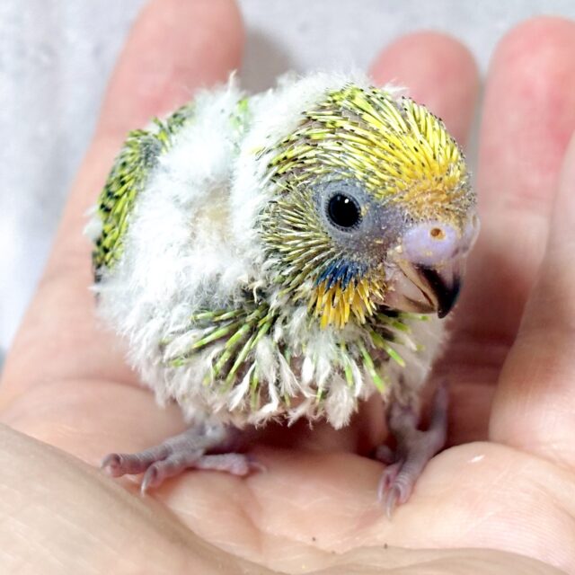 雪解けとともにやってきてくれましたセキセイインコのひなちゃんズ⛄️🐥⸒⸒☀️ セキセイインコ