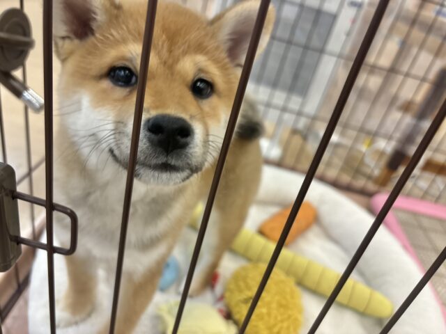 柴犬