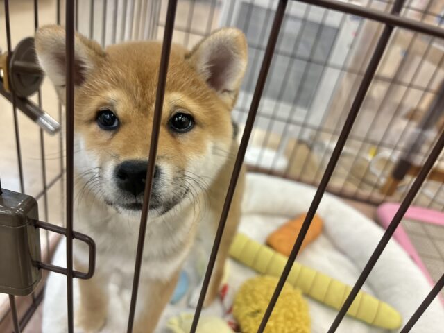 柴犬