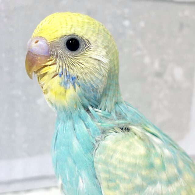 雪解けとともにやってきてくれましたセキセイインコのひなちゃんズ⛄️🐥⸒⸒☀️ セキセイインコ