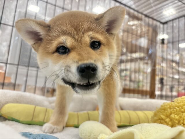 柴犬