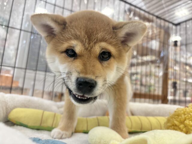 柴犬