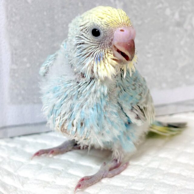 雪解けとともにやってきてくれましたセキセイインコのひなちゃんズ⛄️🐥⸒⸒☀️ セキセイインコ