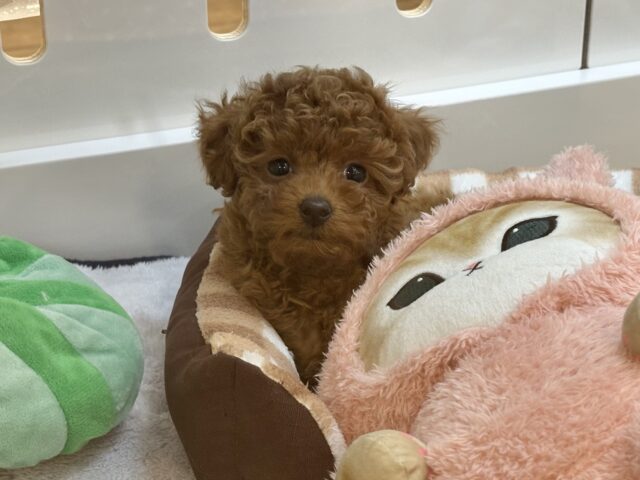 トイプードル