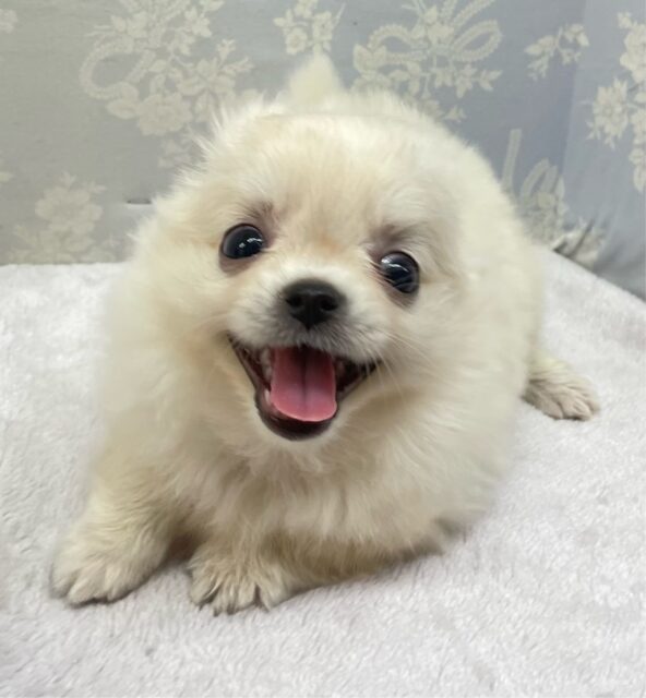 チワワ