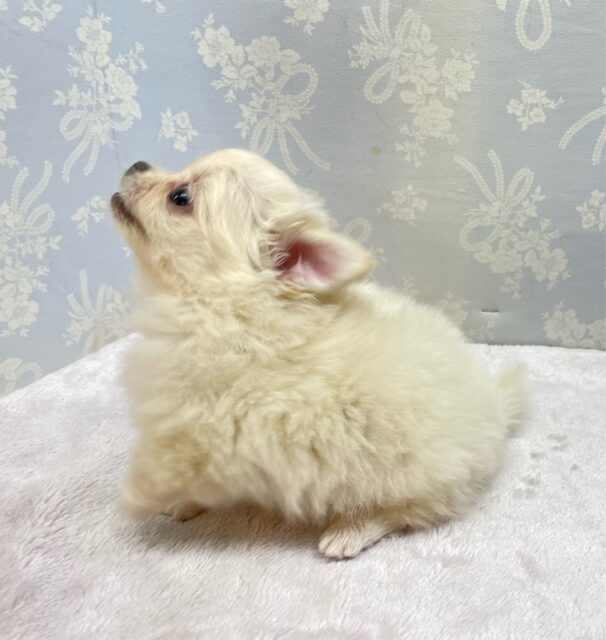 チワワ