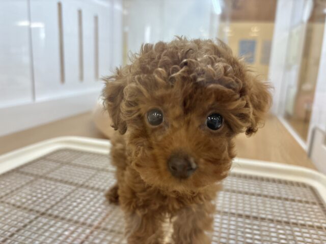 トイプードル