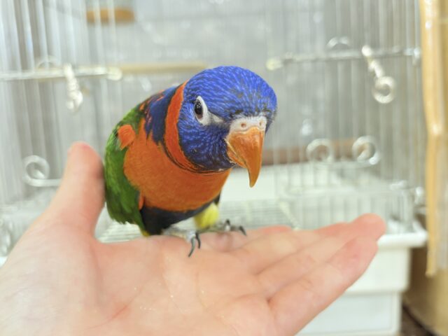 【最新画像更新🪄ひとり餌・カゴデビューしました☆】ハッピー!ラッキー!!キラキラバード🦜🪅ゴシキセイガイインコ ヒナ ゴシキセイガイインコ