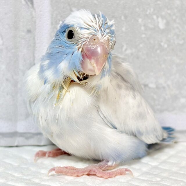 マメルリハ