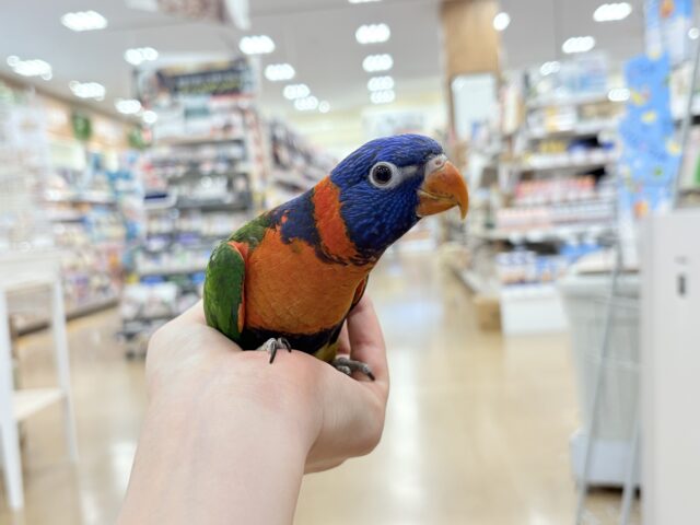 【最新画像更新🪄ひとり餌・カゴデビューしました☆】ハッピー!ラッキー!!キラキラバード🦜🪅ゴシキセイガイインコ ヒナ ゴシキセイガイインコ