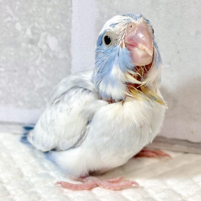マメルリハ