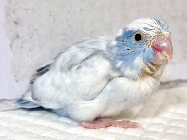 マメルリハ