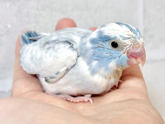 マメルリハ