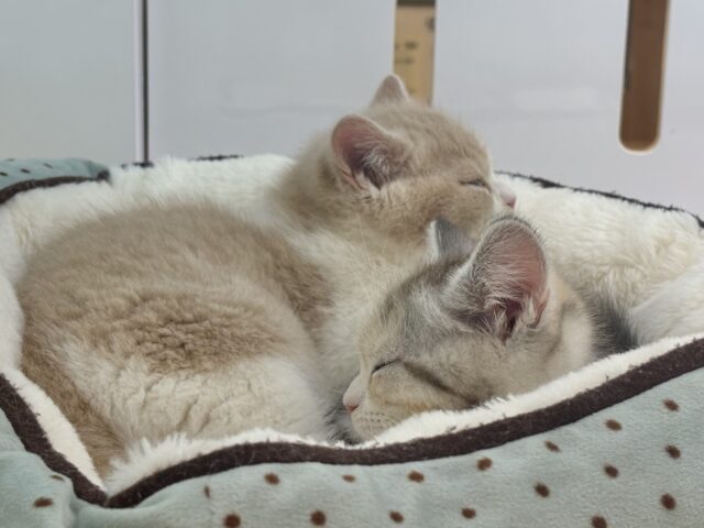 ブリティッシュショートヘア