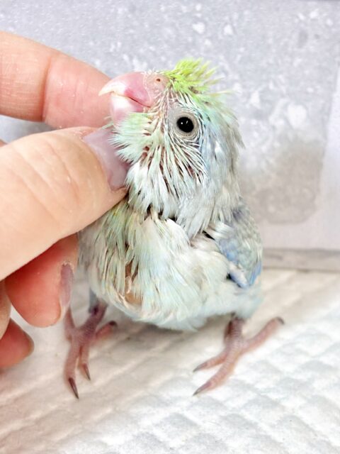 マメルリハ