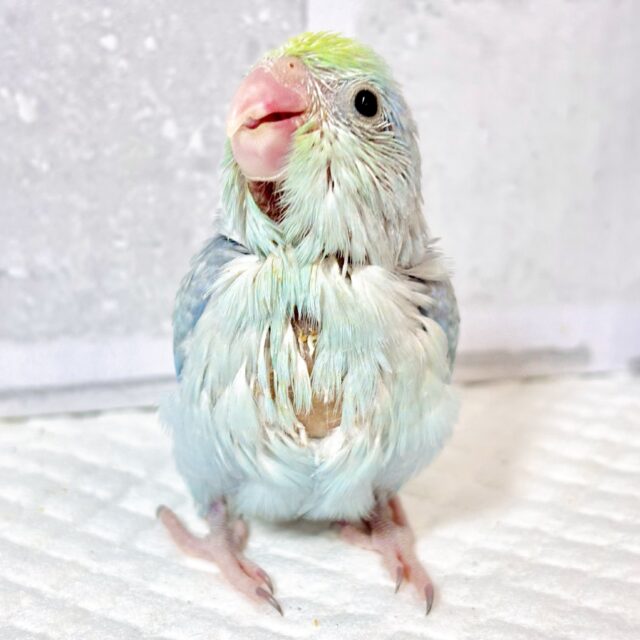 マメルリハ
