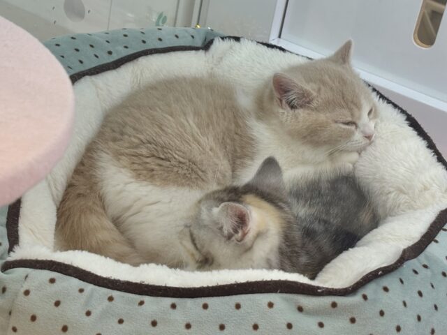 ブリティッシュショートヘア
