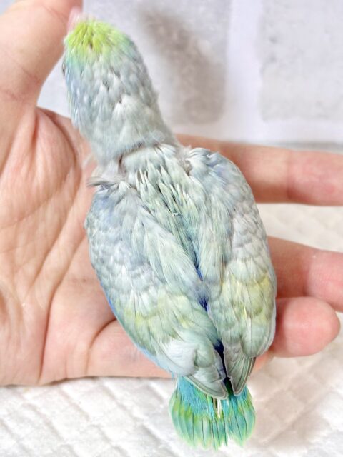 マメルリハ