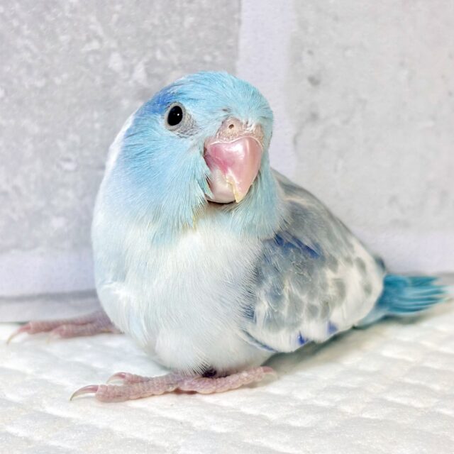 マメルリハ ミディアムパイドブルー 男の子 💙🦋.*˚ マメルリハ