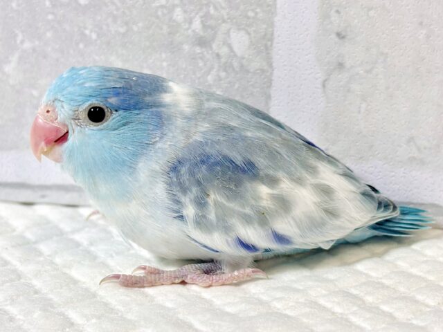 マメルリハ