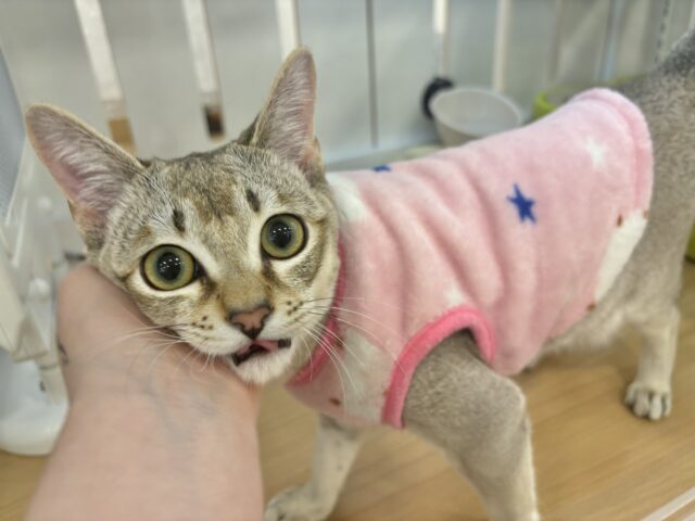 シンガプーラ