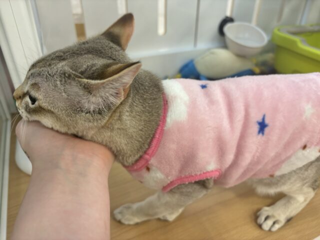 甘々タイムの破壊力が凄まじい♥シンガプーラくん! シンガプーラ