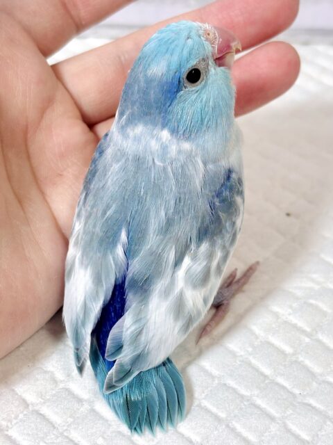 マメルリハ