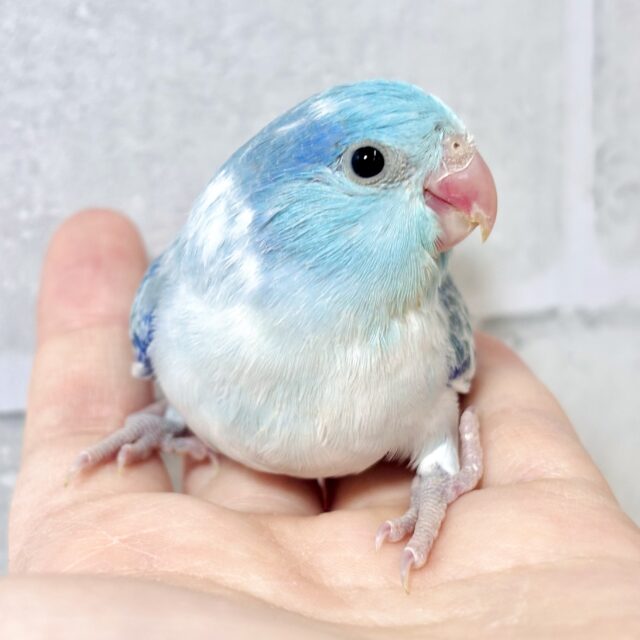 マメルリハ