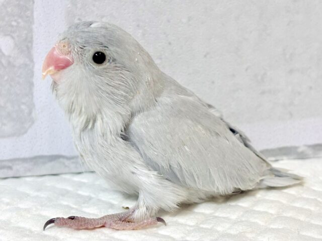 マメルリハ