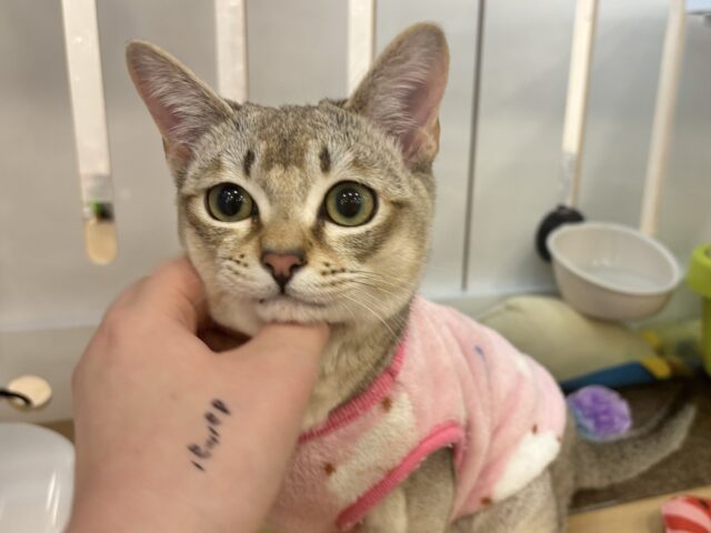 シンガプーラ