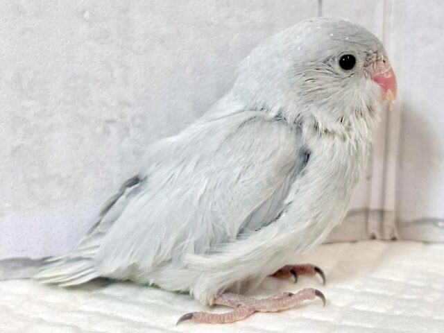 マメルリハ
