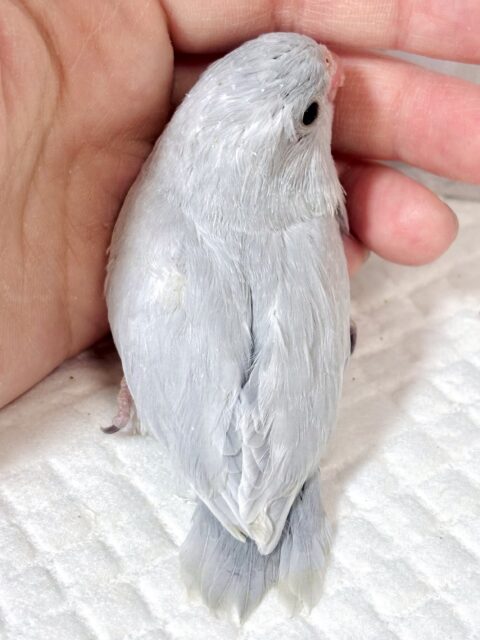 マメルリハ