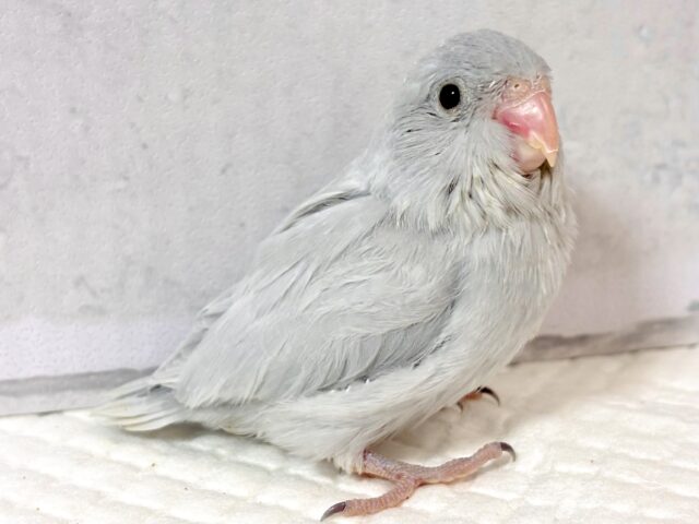 マメルリハ
