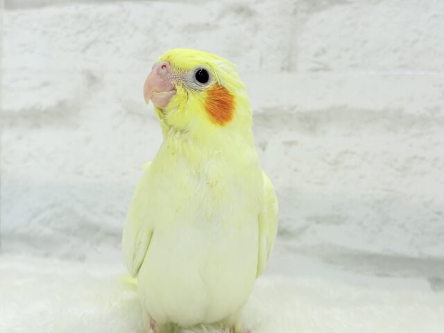 【最新画像更新🪄】もっこ〜りふわふわちゃん🐣🫧オカメインコ(ルチノーパール) ヒナ オカメインコ