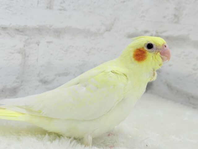 【最新画像更新🪄】もっこ〜りふわふわちゃん🐣🫧オカメインコ(ルチノーパール) ヒナ オカメインコ