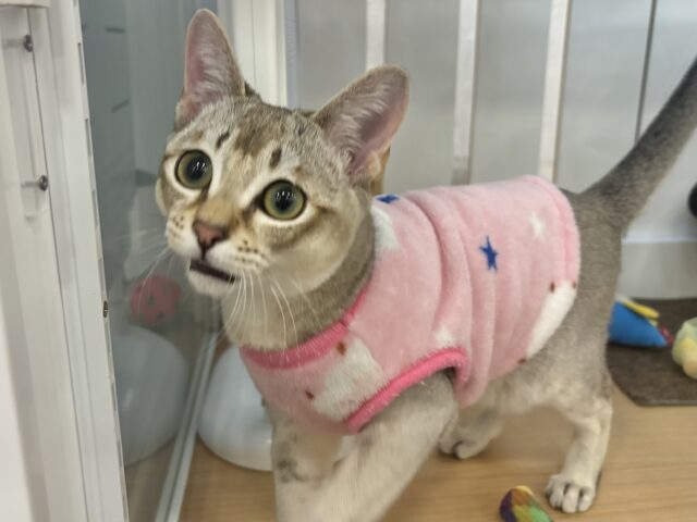 シンガプーラ