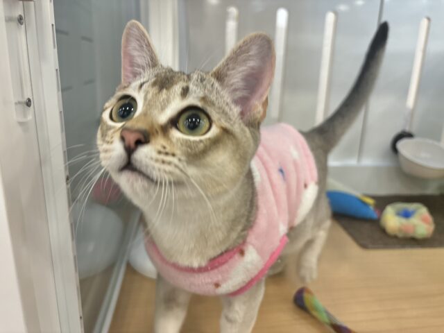 シンガプーラ