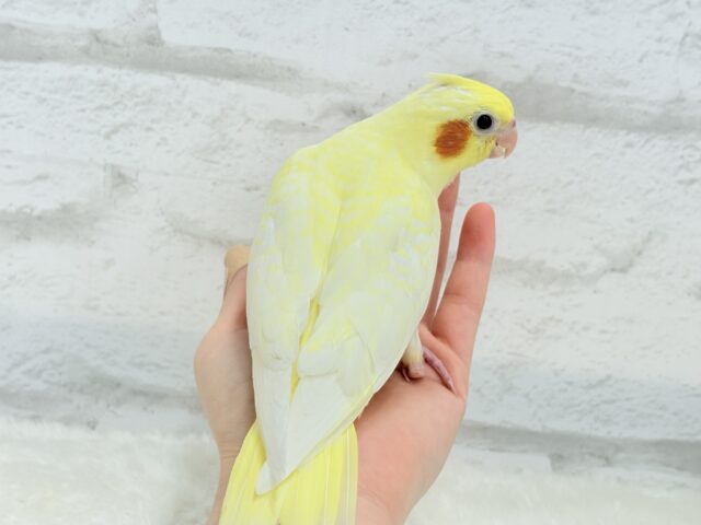 【最新画像更新🪄】もっこ〜りふわふわちゃん🐣🫧オカメインコ(ルチノーパール) ヒナ オカメインコ