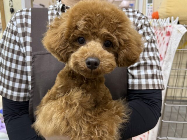 だって嬉しくてたまらないの💗💗しっぽフリフリとまらんですぅ💛トイプードルの男のコきました〜❣️ トイプードル