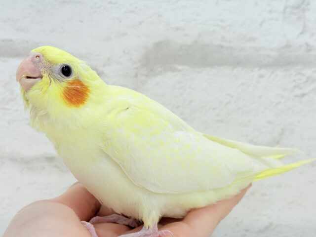 【最新画像更新🪄】もっこ〜りふわふわちゃん🐣🫧オカメインコ(ルチノーパール) ヒナ オカメインコ
