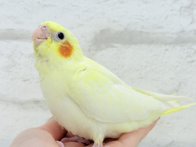 【最新画像更新🪄】もっこ〜りふわふわちゃん🐣🫧オカメインコ(ルチノーパール) ヒナ オカメインコ