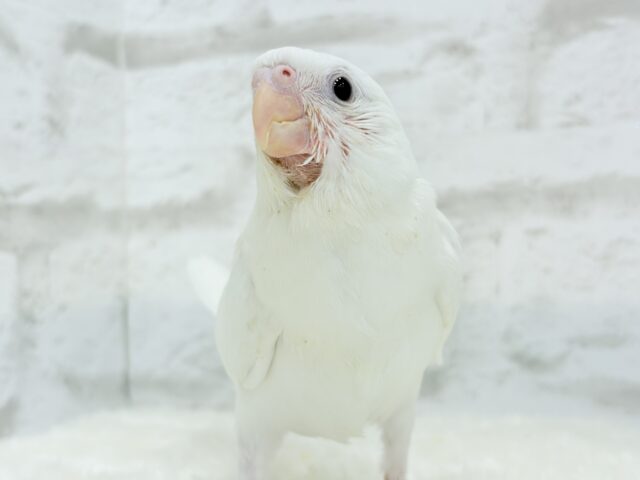 【最新画像更新🪄】純白天使がやって来た🐥🍼🤍オカメインコ(ピュアホワイト) ヒナ オカメインコ