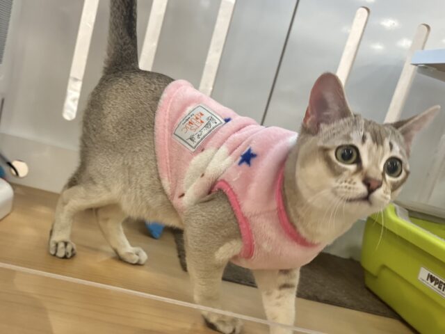 シンガプーラ