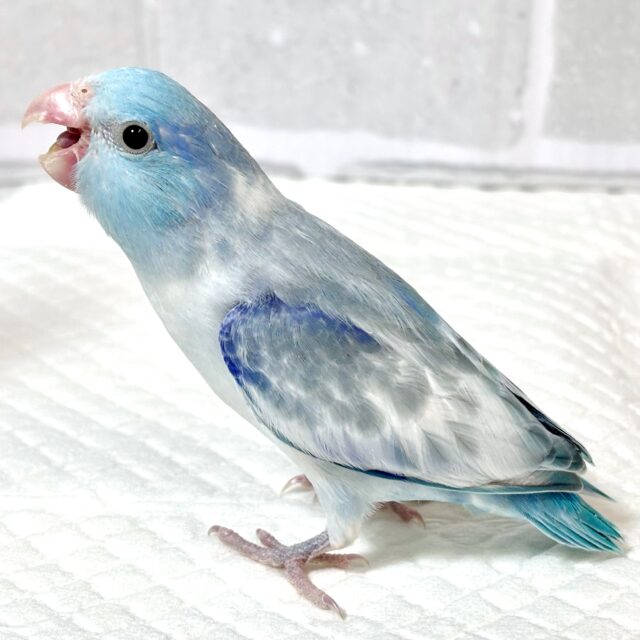 マメルリハ