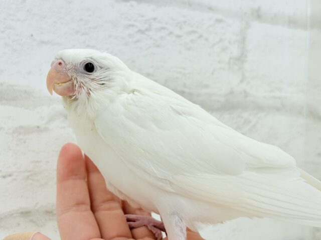 【最新画像更新🪄】純白天使がやって来た🐥🍼🤍オカメインコ(ピュアホワイト) ヒナ オカメインコ