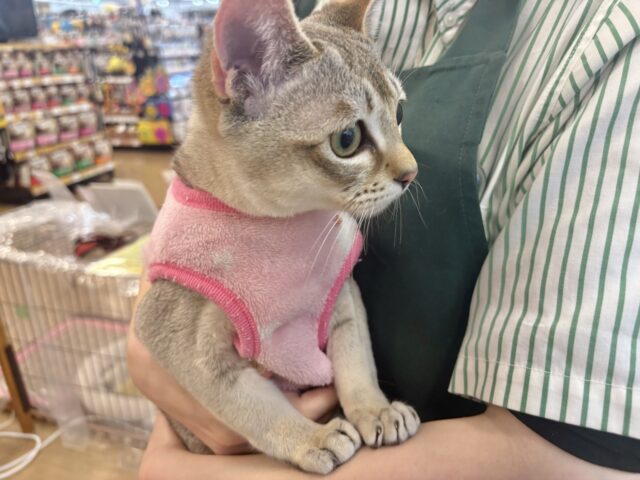 シンガプーラ