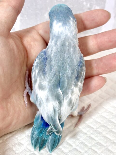 マメルリハ ミディアムパイドブルー 男の子 💙🦋.*˚ マメルリハ