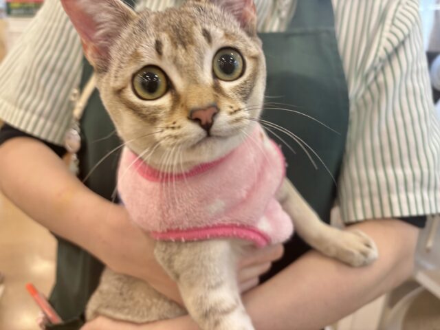 シンガプーラ