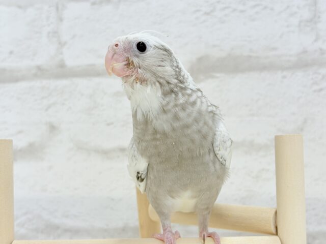 【最新画像更新🪄ひとり餌になりました☆】ぱやぱや♡ハゲタカみたい🐣🫧オカメインコ(WFパールパイド) ヒナ オカメインコ